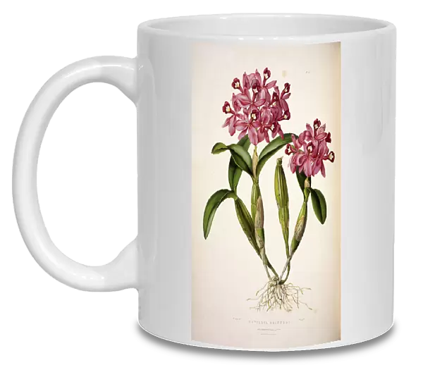 Cattleya skinneri, English orchid