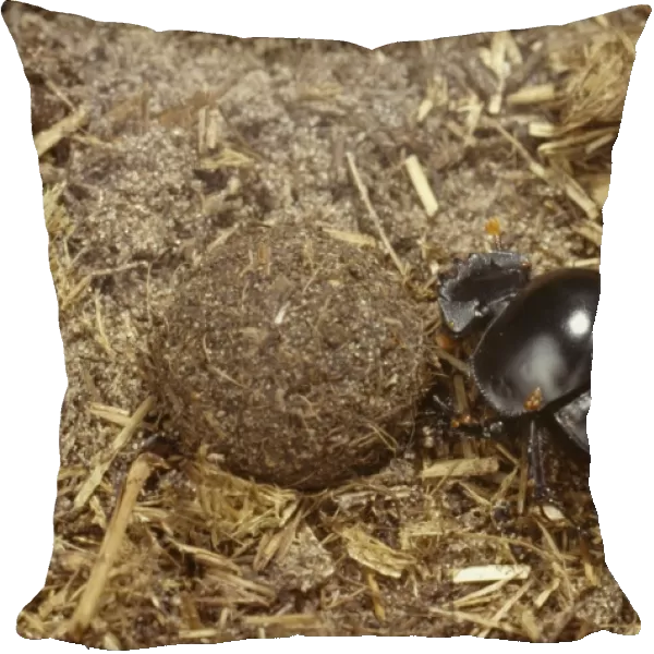 Scarabaeus rusticus, dung beetle