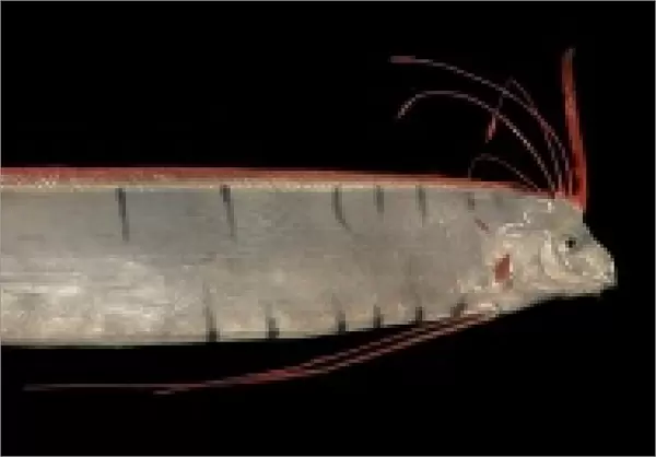 Regalecus glesne, oarfish