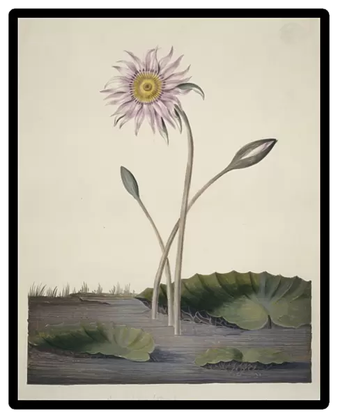 Nelumbo sp. lotus