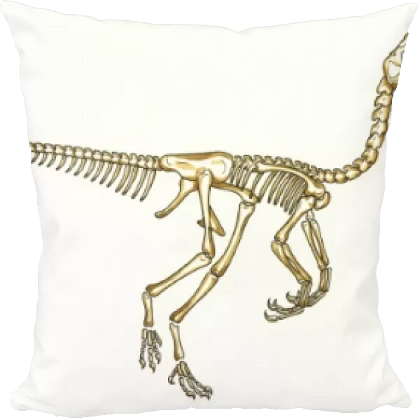 Oviraptor skeleton