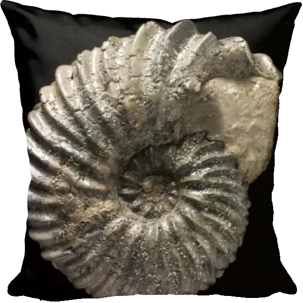 Hoplites, fossil ammonite