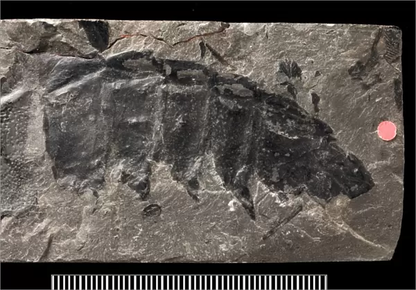Partial fossil remains of the giant millepede, Arthropleura