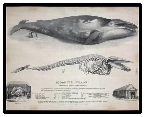 Engraving of the Baloena musculus, greenland whale