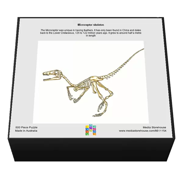 Microraptor skeleton