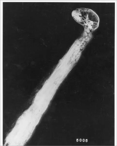 X-ray of a mummified cat