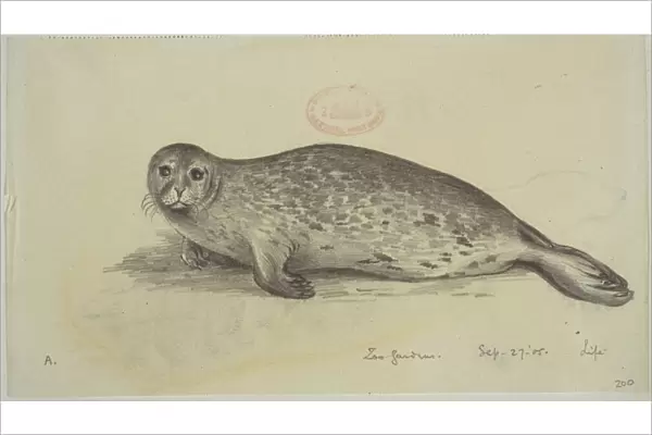 Phoca vitulina, harbour seal