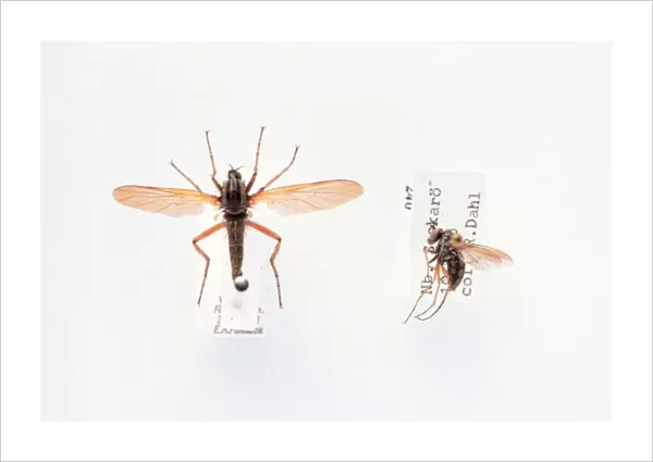 Empis sp. dance fly
