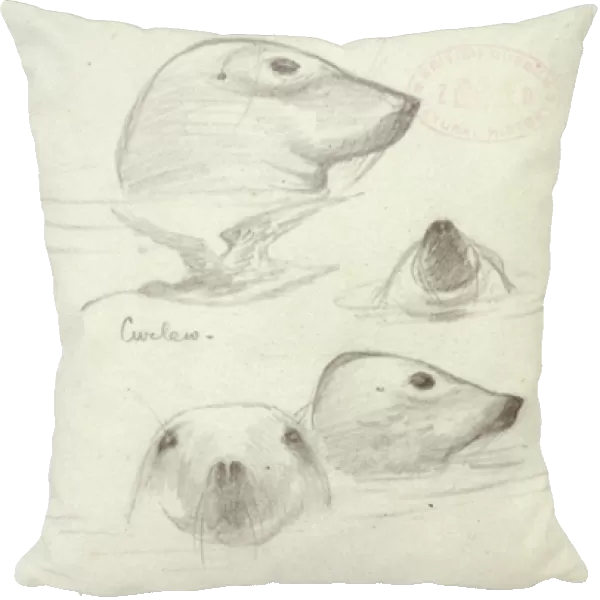 Halichoerus grypus, grey seal