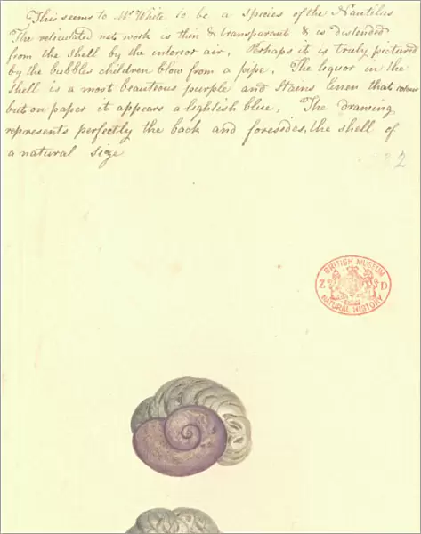 Janthina violacea, violet snail