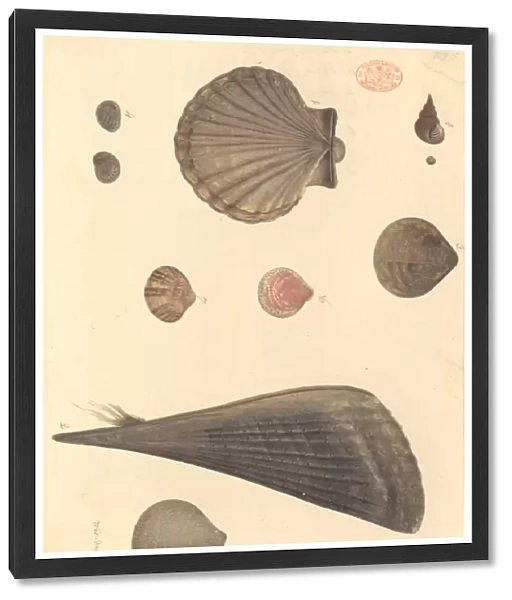 Nine molluscs, including bivalves and gastropods