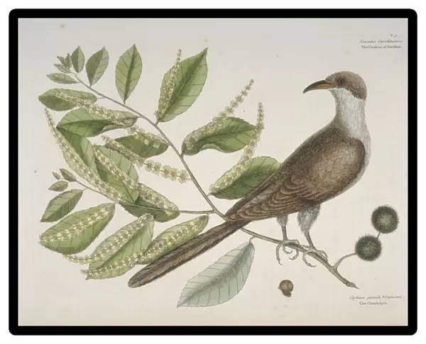 Coccyzus americanus, yellow-billed-cuckoo