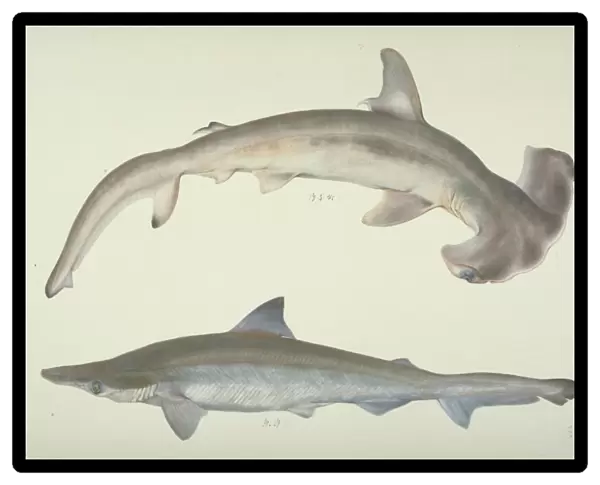 Sphyrna zygaena, hammerhead shark
