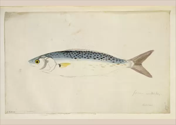 Arripis trutta, Australian salmon