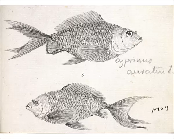 Cyprinus auratus, goldfish