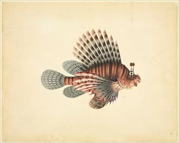 Pterois volitans, red lionfish