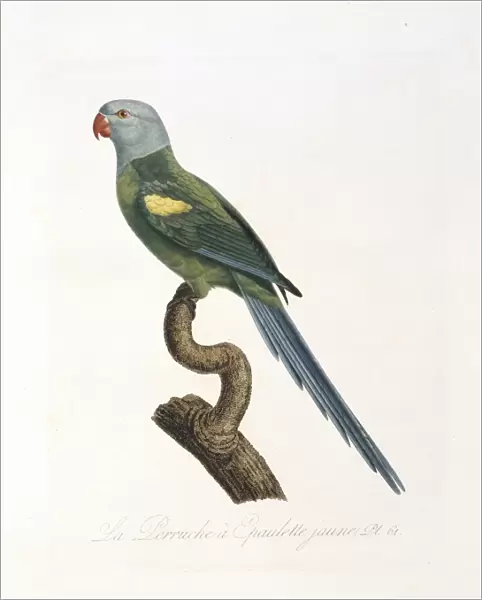 Amazona barbadensis, yellow-shouldered parrot