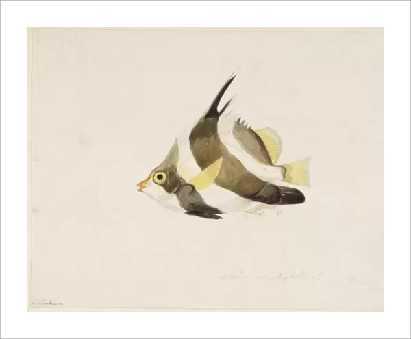 Heniochus chryostomus, pennant bannerfish