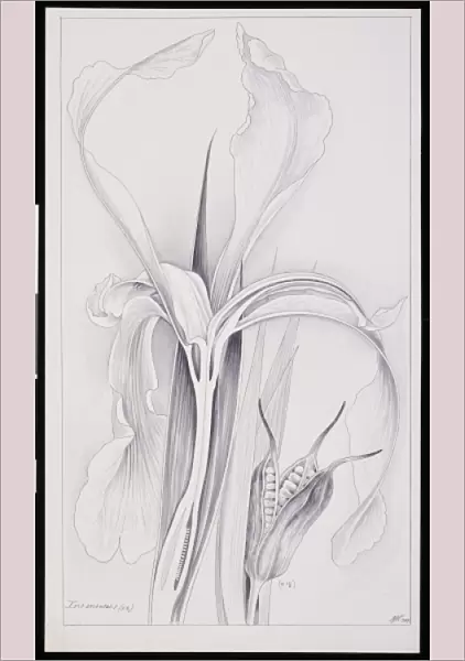 Iris sanguinea