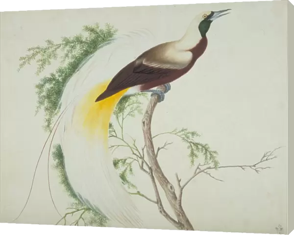 Paradisaea apoda, greater bird-of-paradise
