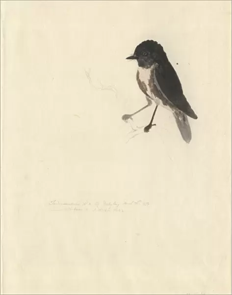 Petroica australis, New Zealand robin