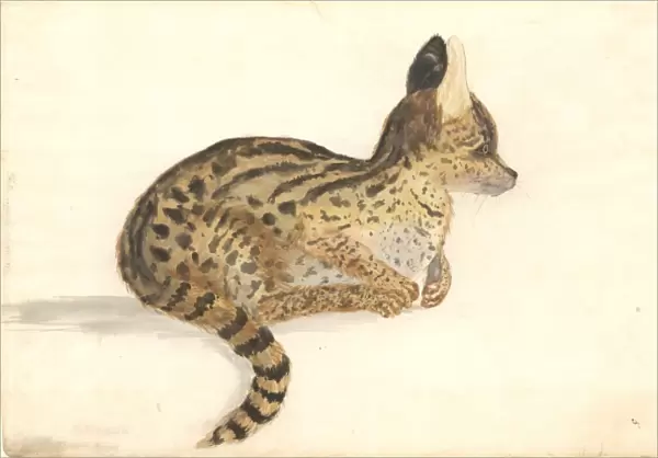 Leptailurus serval, serval