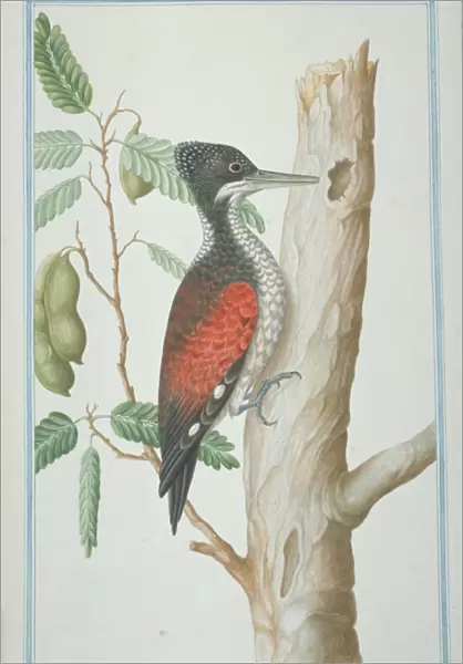 Chrysocolaptes lucidus, greater flame-backed woodpecker