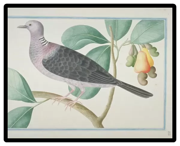 Columba torringtoni, Sri Lanka woodpigeon
