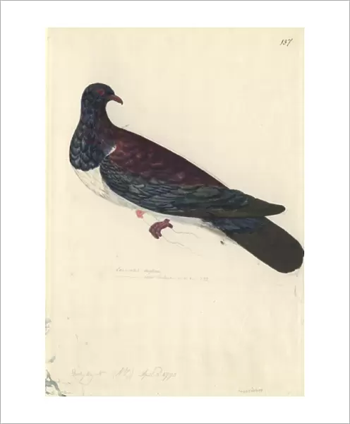 Hemiphaga novaeseelandiae, New Zealand pigeon