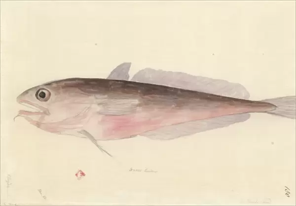 Pseudophycis bacchus, red codling