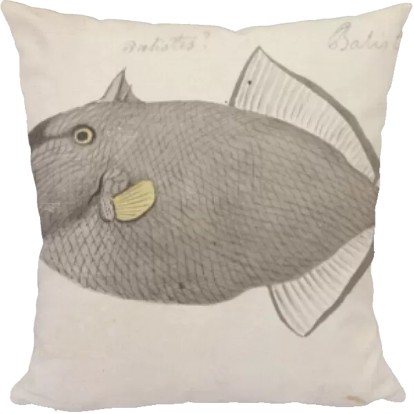 Melichthys vidua, pinktail triggerfish