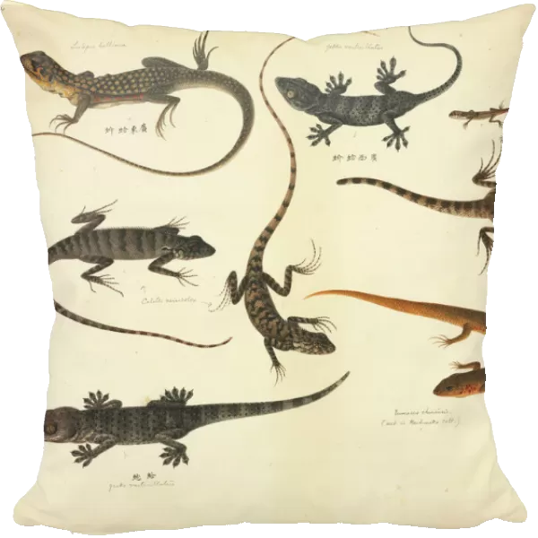 Plate 102 from the John Reeves Collection (Zoology)