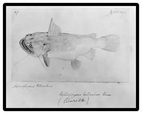 Asterophysus batrachus, ogre catfish