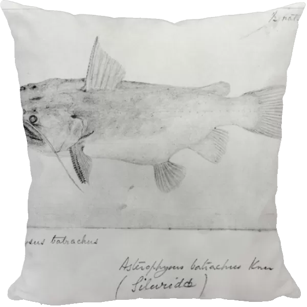 Asterophysus batrachus, ogre catfish