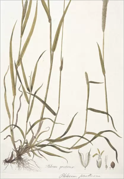 Phleum pratense, Timothy grass