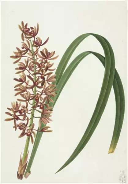 Cymbidium aloifolium, orchid