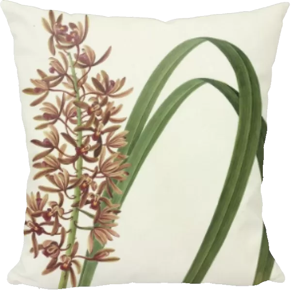 Cymbidium aloifolium, orchid