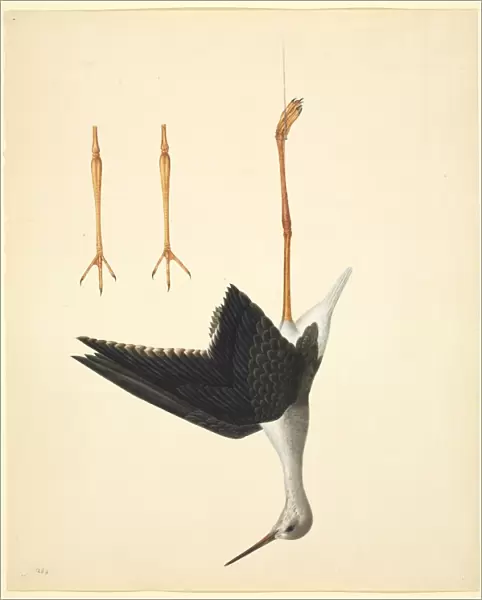 Himantopus himantopus, black-winged stilt