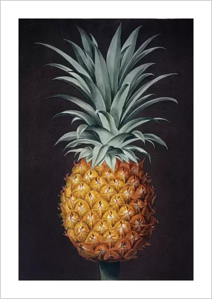 Ananas comosus, pineapple