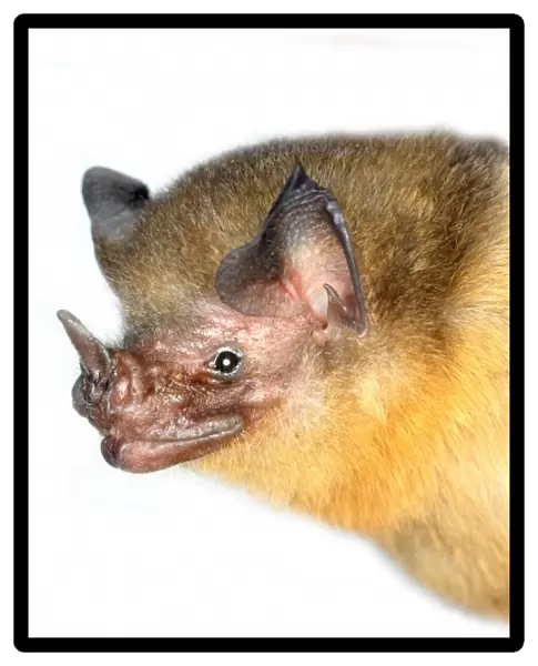 Micronycteris brachyotis, orange-throated bat