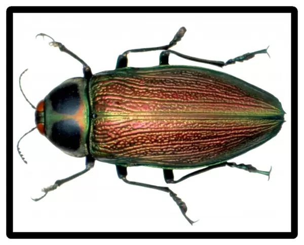 Euchroma gigantea, giant jewel beetle