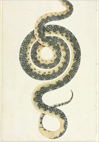 Morelia spilota, diamond python