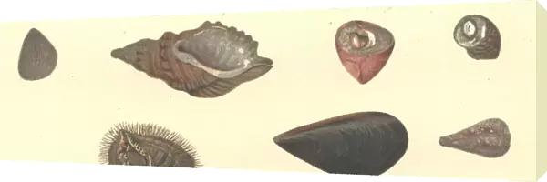 Seven molluscs, including two bivalves and five gastropods
