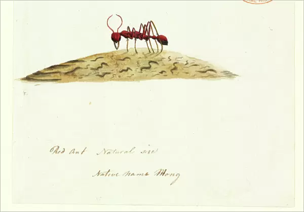 Fire ant. Watercolour 405 by the Port Jackson Painter, entitled Mong,