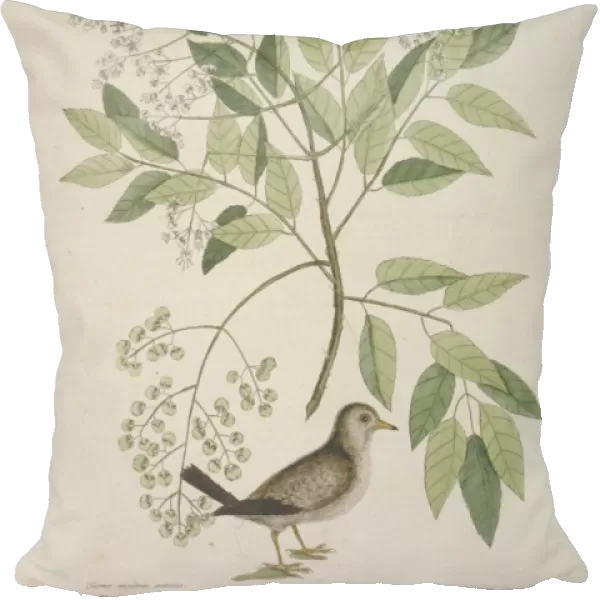 Columbina passerina, common ground dove