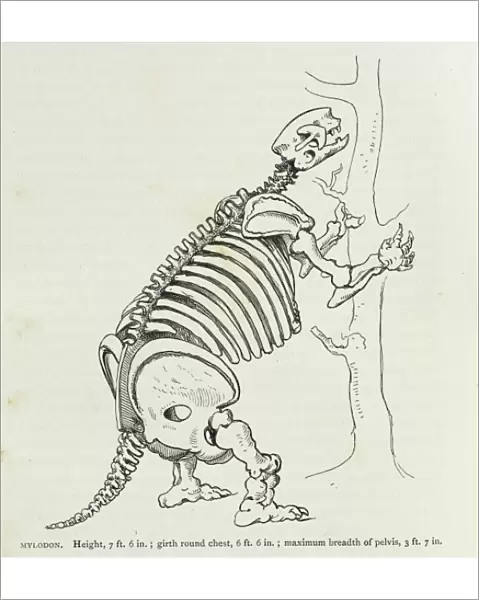 Mylodon. Illustration (p.140) from Charles Darwins Journal of Researches