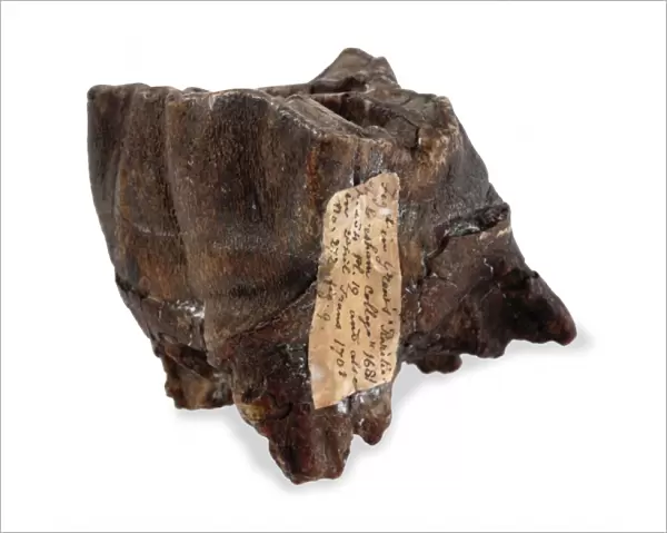Tooth from Coelodonta antiquitatis, woolly rhinoceros