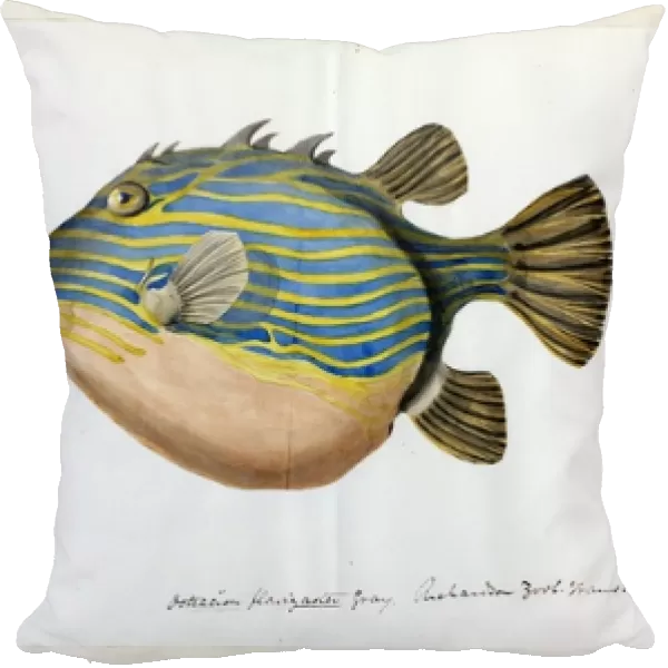 Weird looking Fat Striped Fish illustration