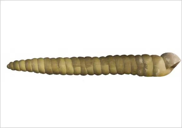 Dinocochlea