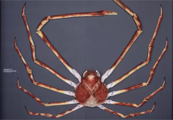 Macrocheira kaempferi, Japanese spider crab